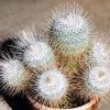 Mammillaria_geminispina